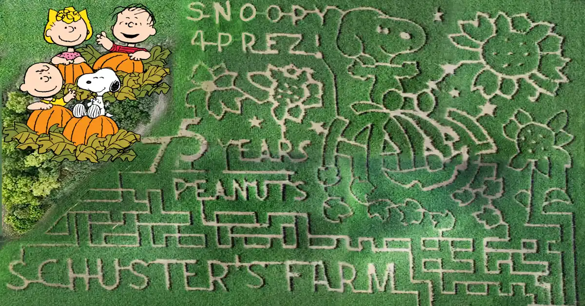 8-acre Corn Maze - Schuster's Farm