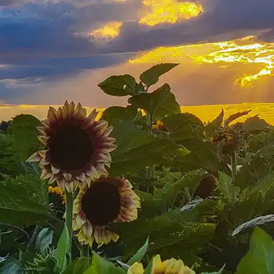 sunflowers