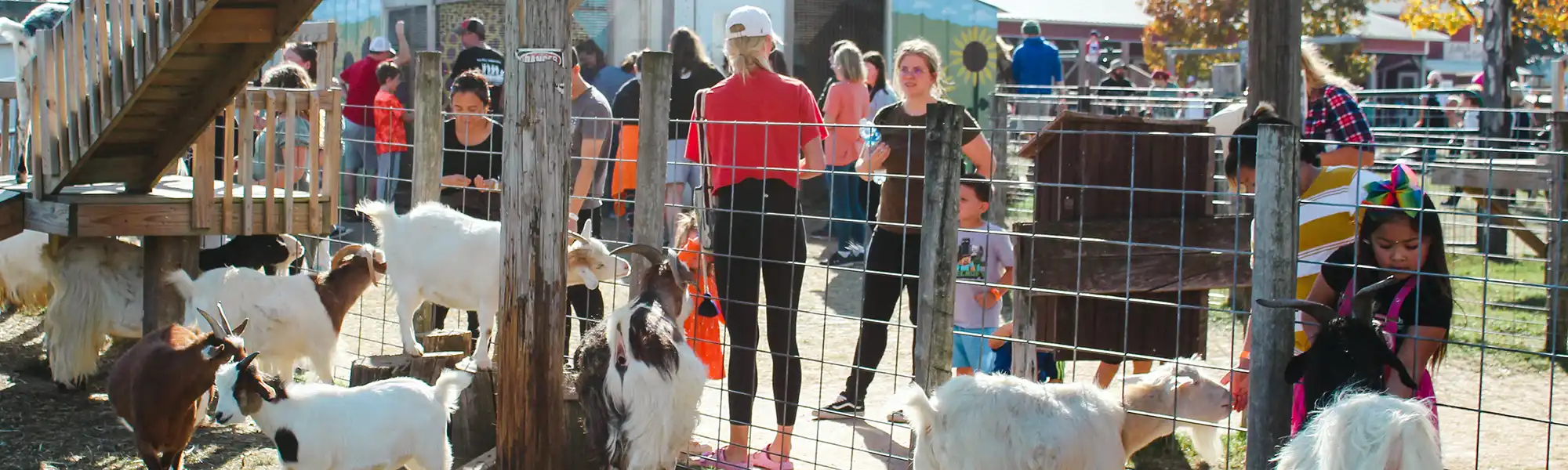 goats and farm visitors