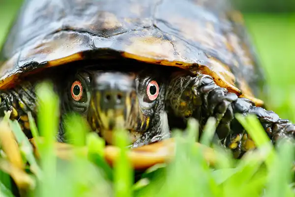 blockTurtle